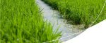 praticas sustentáveis lavoura de arroz