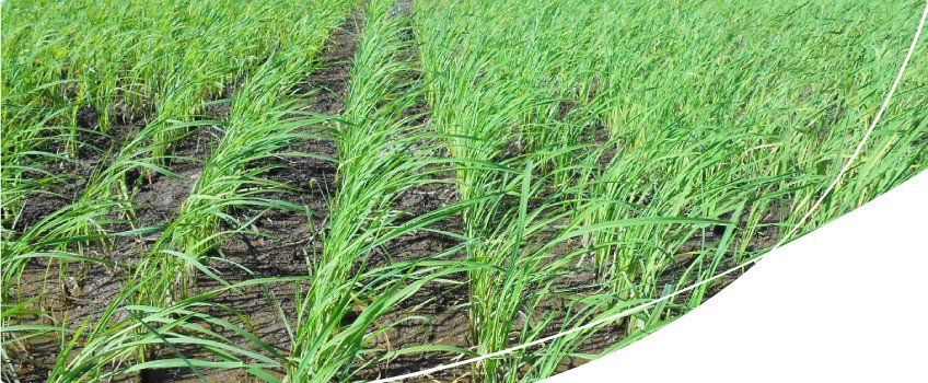 emergência na lavoura de arroz