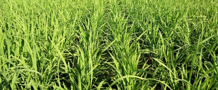 Resultado da plantabilidade aliada a qualidade de sementes.