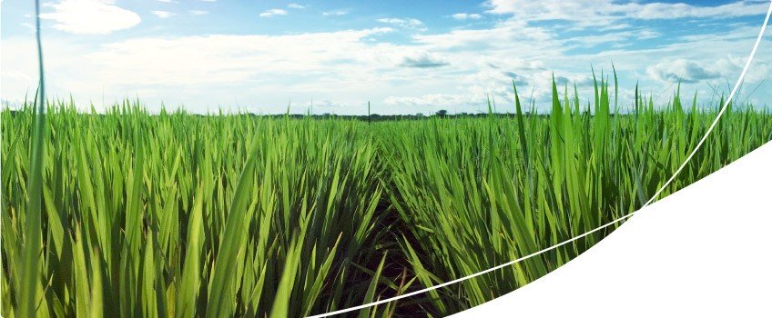 Apresentação de unidade demonstrativa de semente premium IRGA 424 RI