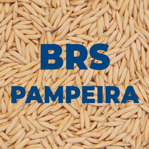 BRS-PAMPEIRA-NORMAL