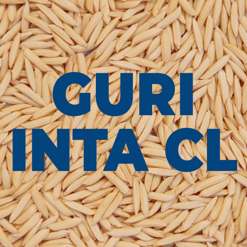 GURI-INTA-CL—NORMAL