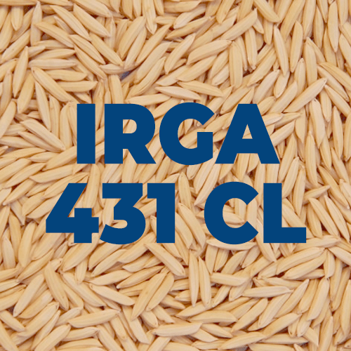 IRGA-431-CL—NORMAL