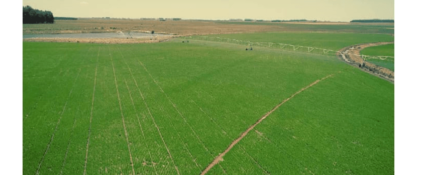 Imagem aérea das linhas de rouguing em campo de produção de sementes sob pivô