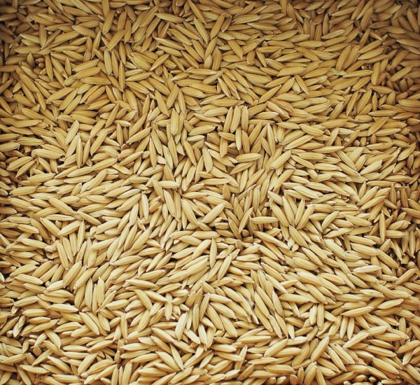semente de arroz selecionada eletronicamente