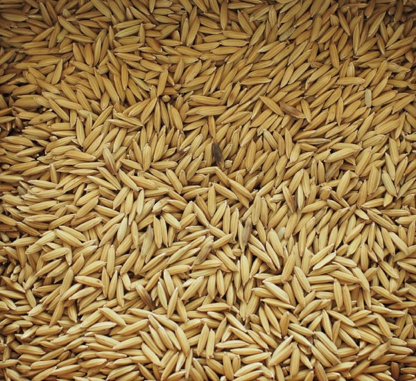 semente de arroz convencional