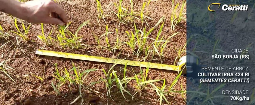 Como melhorar o desenvolvimento da lavoura de arroz com Eficiência de Estabelecimento de Plantas